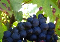 Vigne Bourgogne 2021 Atelier de la Vigne et du Vin