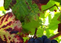 Grappes et feuilles de vigne Bourgogne 2021